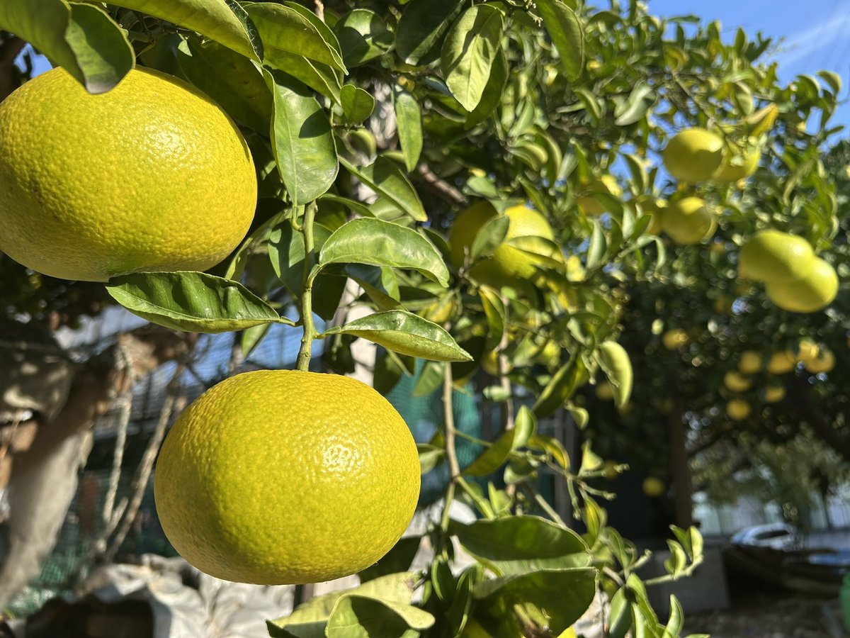 tanakatakeshi's tweet image. 今日は知多半島にお邪魔させていただきました。

今日は立冬ですが、少し動くと汗ばむような陽気でした。

今宵は今週3回目の会食…。しっかりと楽しみたいと思います。

#質実剛健
#田中健
#未来共創
#地域密着