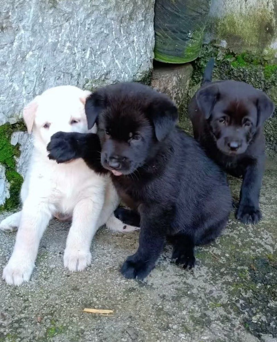 puppies video (@puppies_video) on Twitter photo 