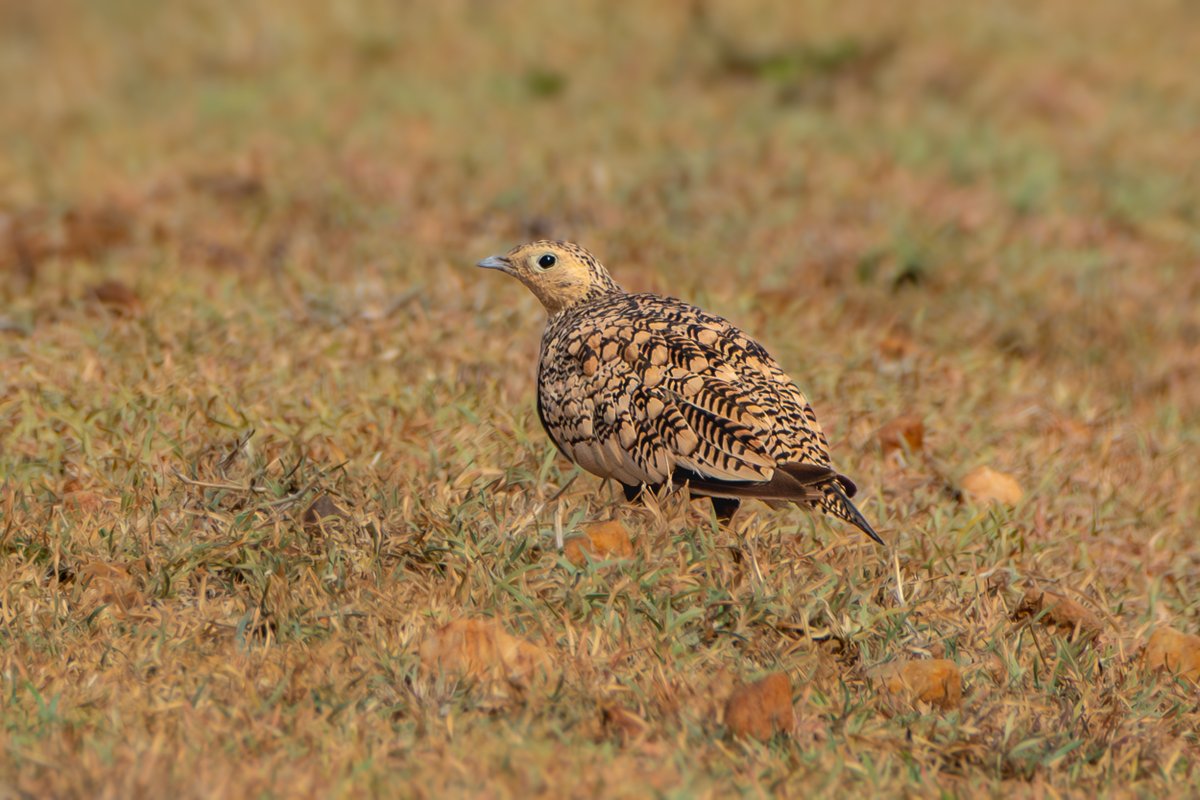 rahul_rajguru's tweet image. Chestnut-bellied Sandgrouse