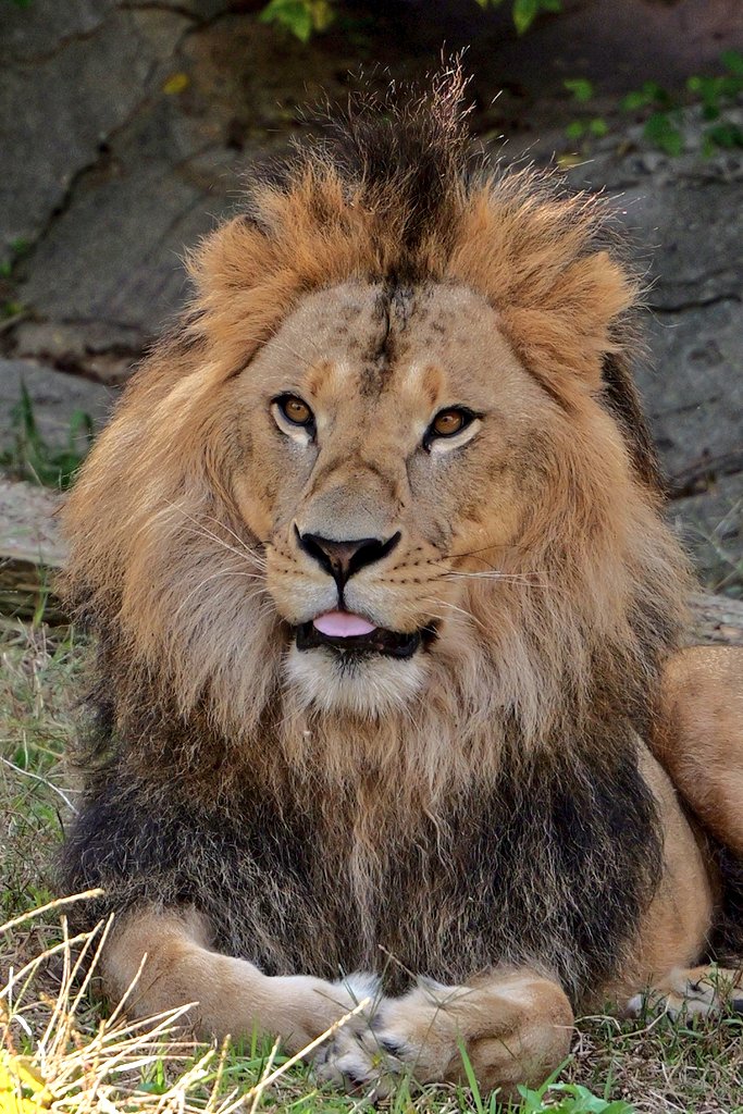 ライオンページ me on X