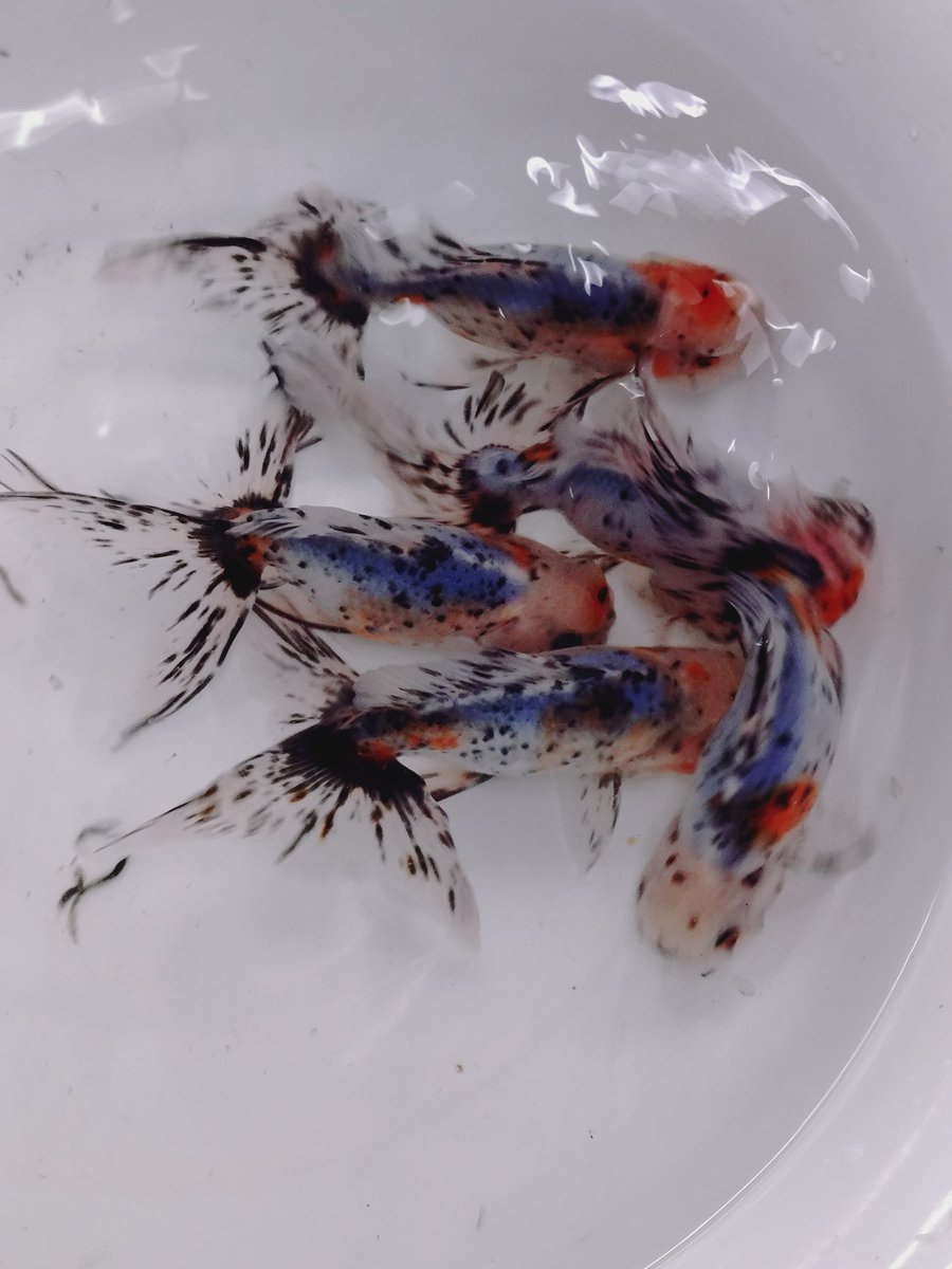 フルタニ金魚倶楽部 on X