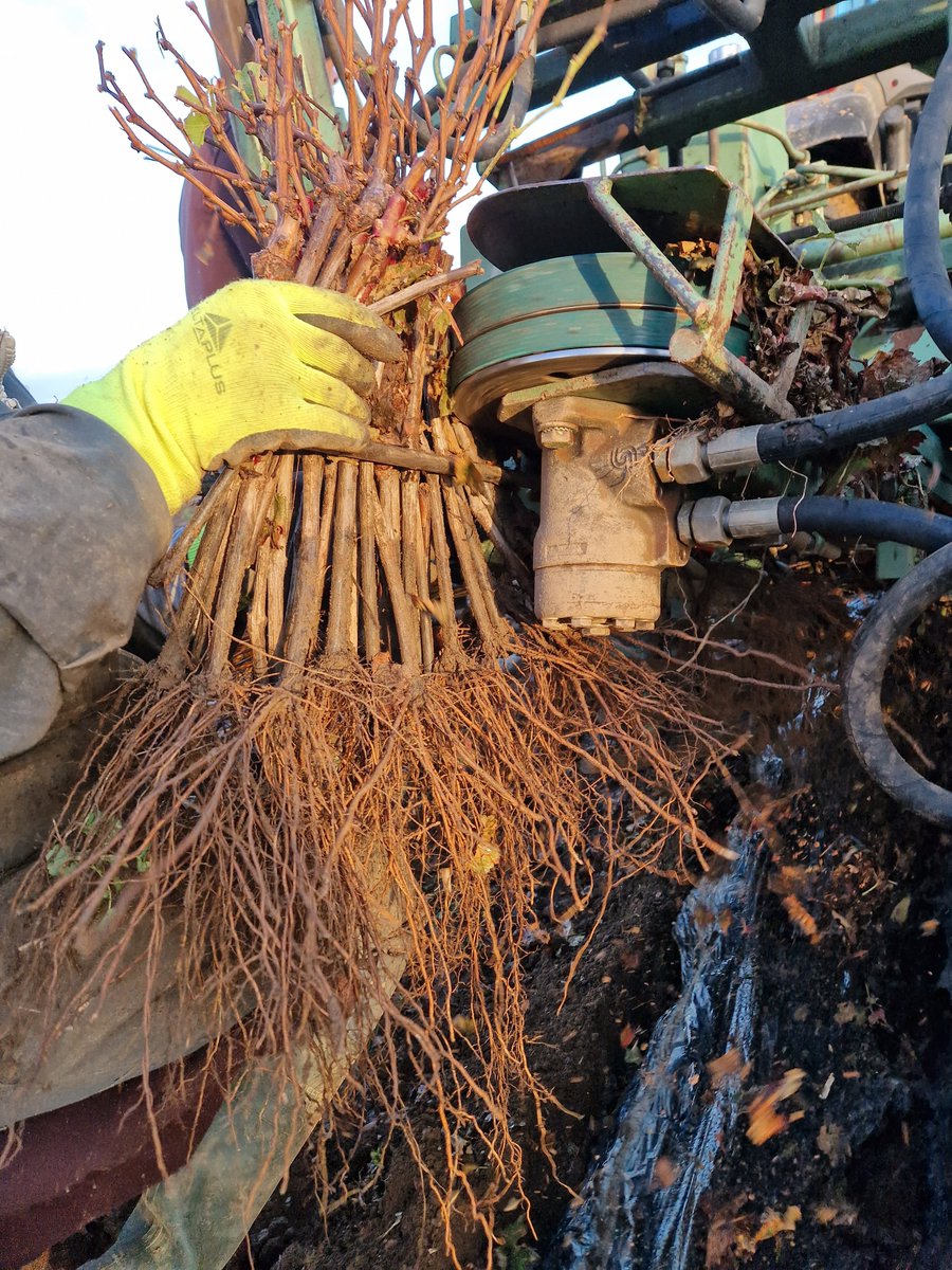 Pépinières D. Amblevert tweet media