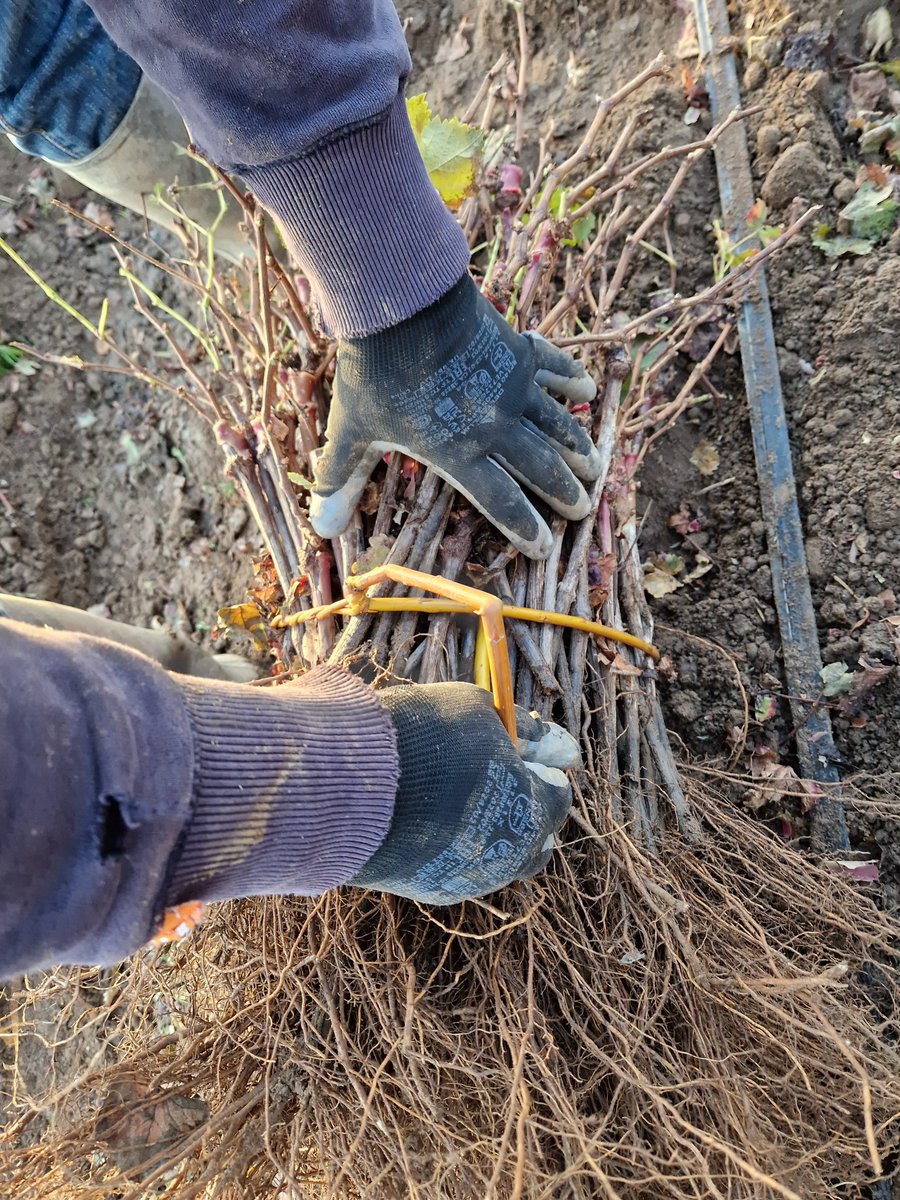 Pépinières D. Amblevert tweet media