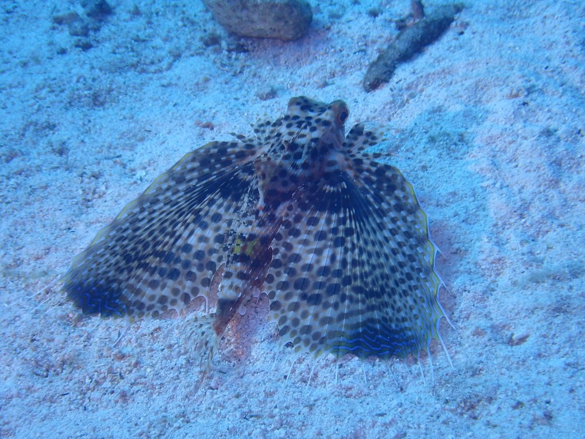 CTchika's tweet photo. こう見えてワタクシ魚です
名前はセミホウボウ
胸ビレを足のように使って海底を歩きます
でも魚なのです。 https://t.co/epM4yo5x4L