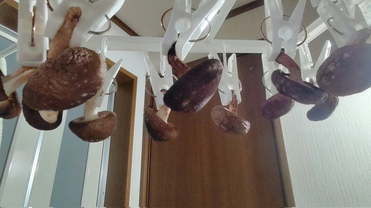 Rabbitbutt12's tweet image. 新米を手に入れたので
干し椎茸製作中❗️他にも沢山茸と牛蒡と油揚げ🥕入れて炊き込みご飯を鍋で炊くよ🍚