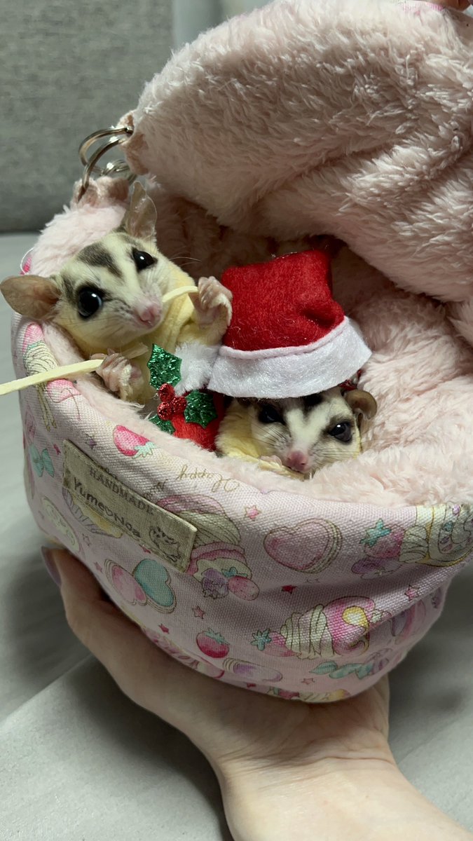 yumenoach's tweet photo. モモンガサンタ、準備中🎄🎅
#フクモモ 
#フクロモモンガ
#ホワイトフェイス https://t.co/iXRJSHZx6z