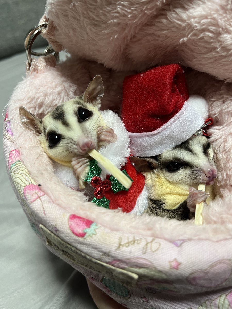 yumenoach's tweet photo. モモンガサンタ、準備中🎄🎅
#フクモモ 
#フクロモモンガ
#ホワイトフェイス https://t.co/iXRJSHZx6z