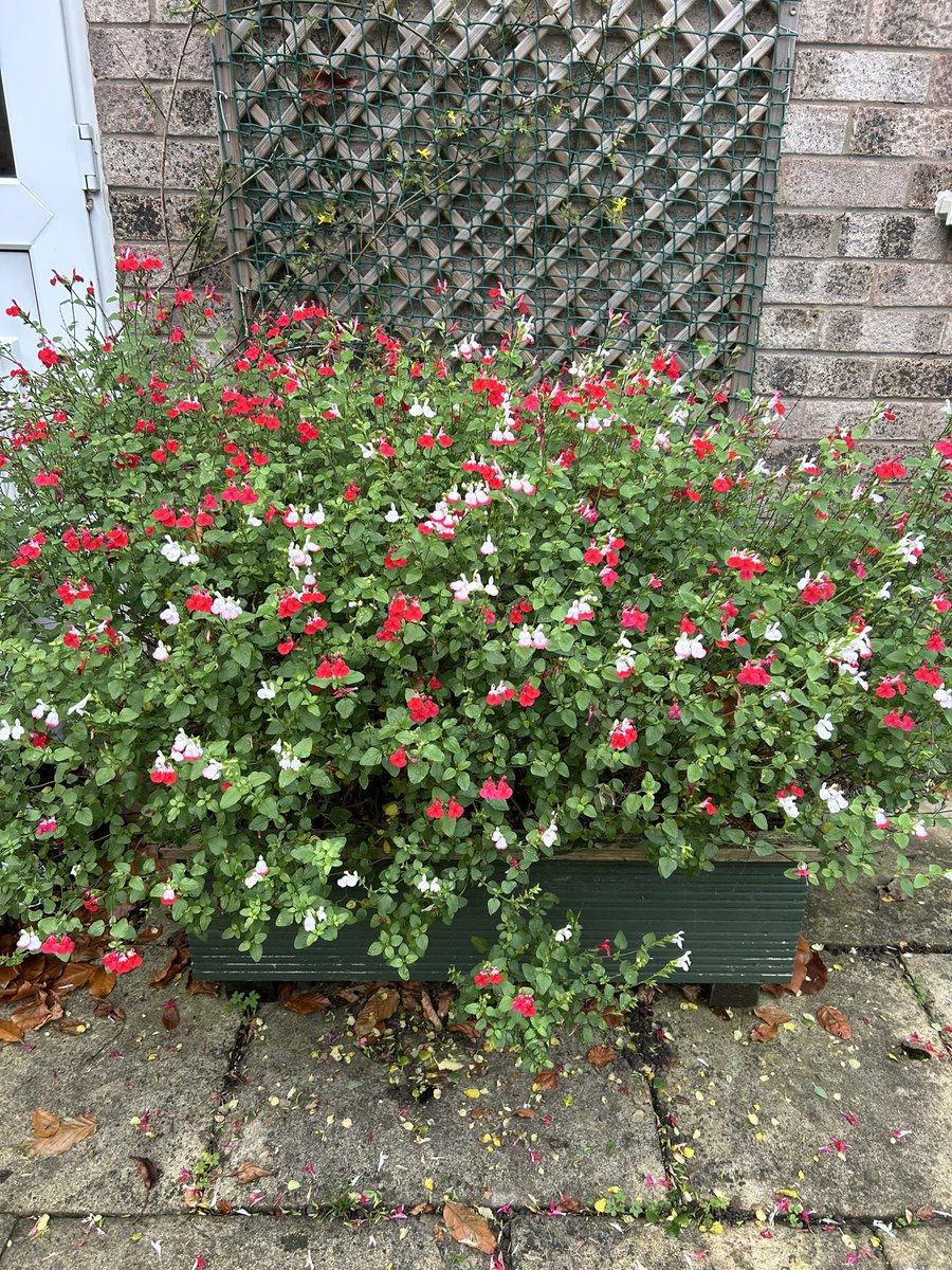 Autumnal colours in the garden today <a href="/GardenersWord/">Gardeners' Word</a>