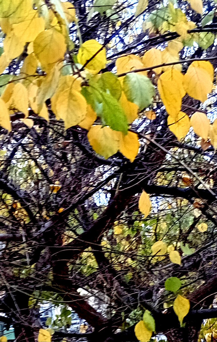 Катерина Галич tweet media