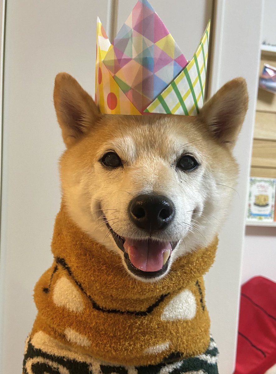 今日は僕が主役だよ🐶🎈🎂
#柴犬    無事9歳を迎えました。