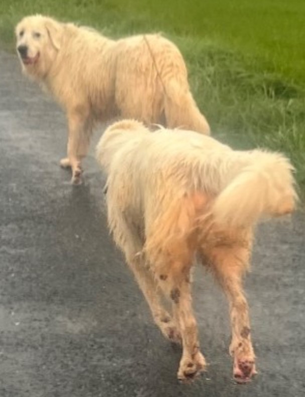 07.11.25 Signalés errants (hier) : 2 chiens Patou (ou Montagne des Pyrénées) vers Vénès (près du hameau de Finottes). #Tarn #chien