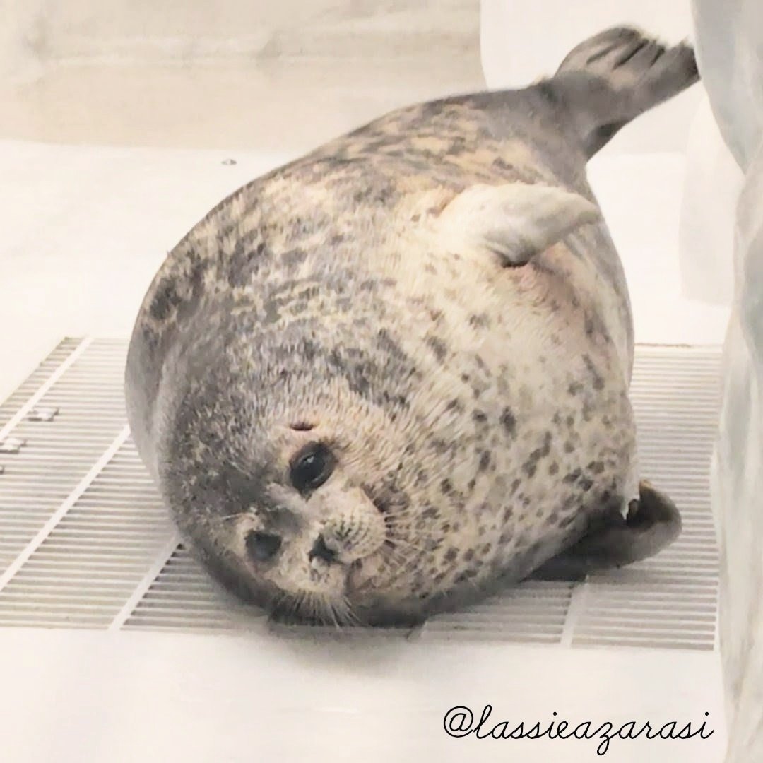 lassie99289125's tweet image. ユッキィィィィィィーーーー
 #海遊館  #アザラシ  #seal
