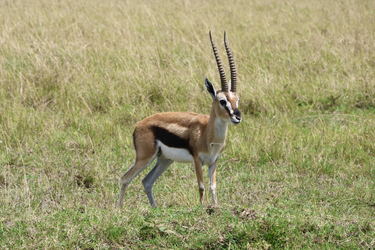 You come looking for the Big 5 and other cats, but it’s those who don’t roar for attention that end up captivating you effortlessly.