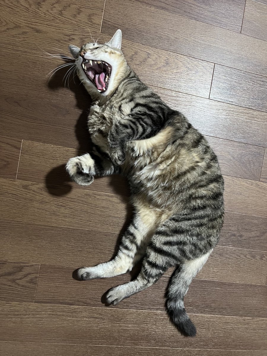 ちゃもぷ ファントム on X