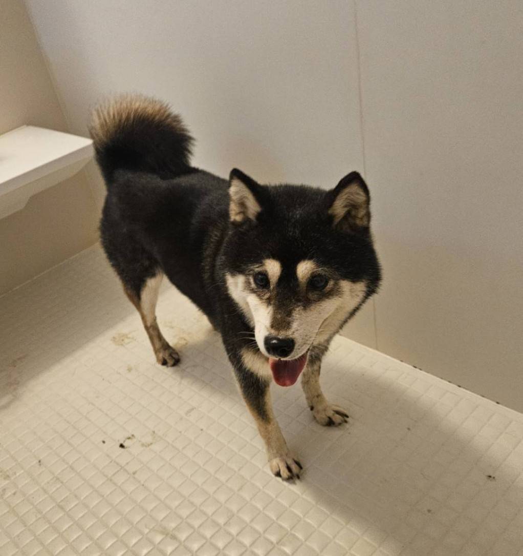 本歌ねこと写しねこ/いぬの部屋 (@honkautsushi) / Posts / X