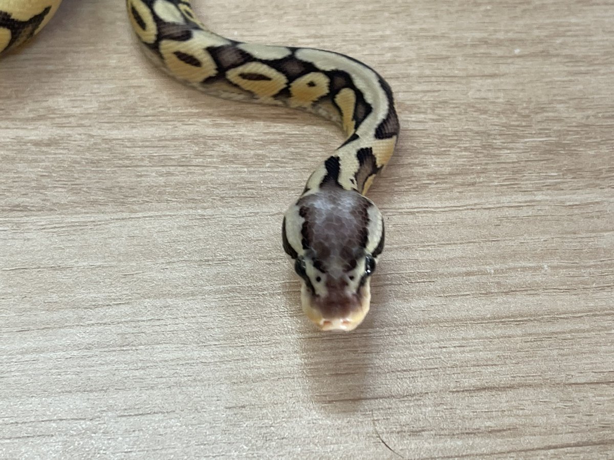 一筆蛇 買取KING-staff on X