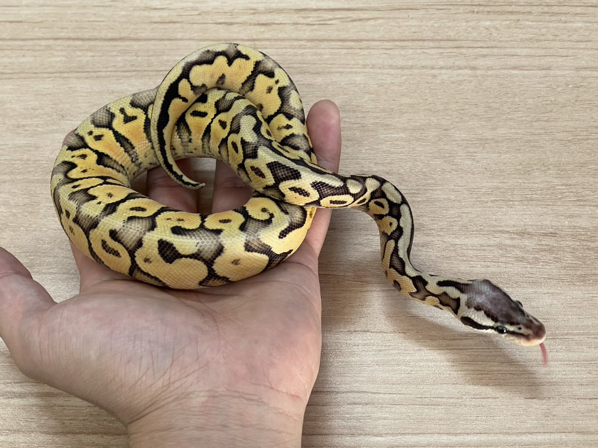 買取KING-staff on X