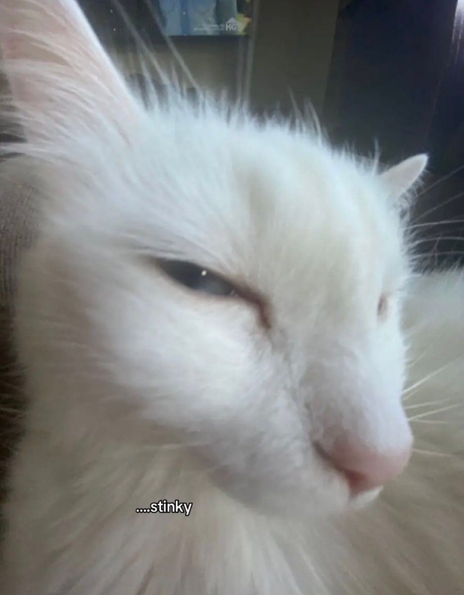 ShouldHaveCat's tweet image. 