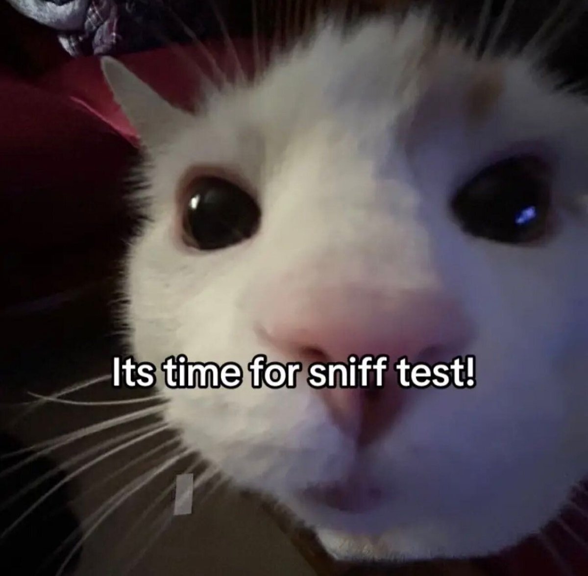 ShouldHaveCat's tweet image. 