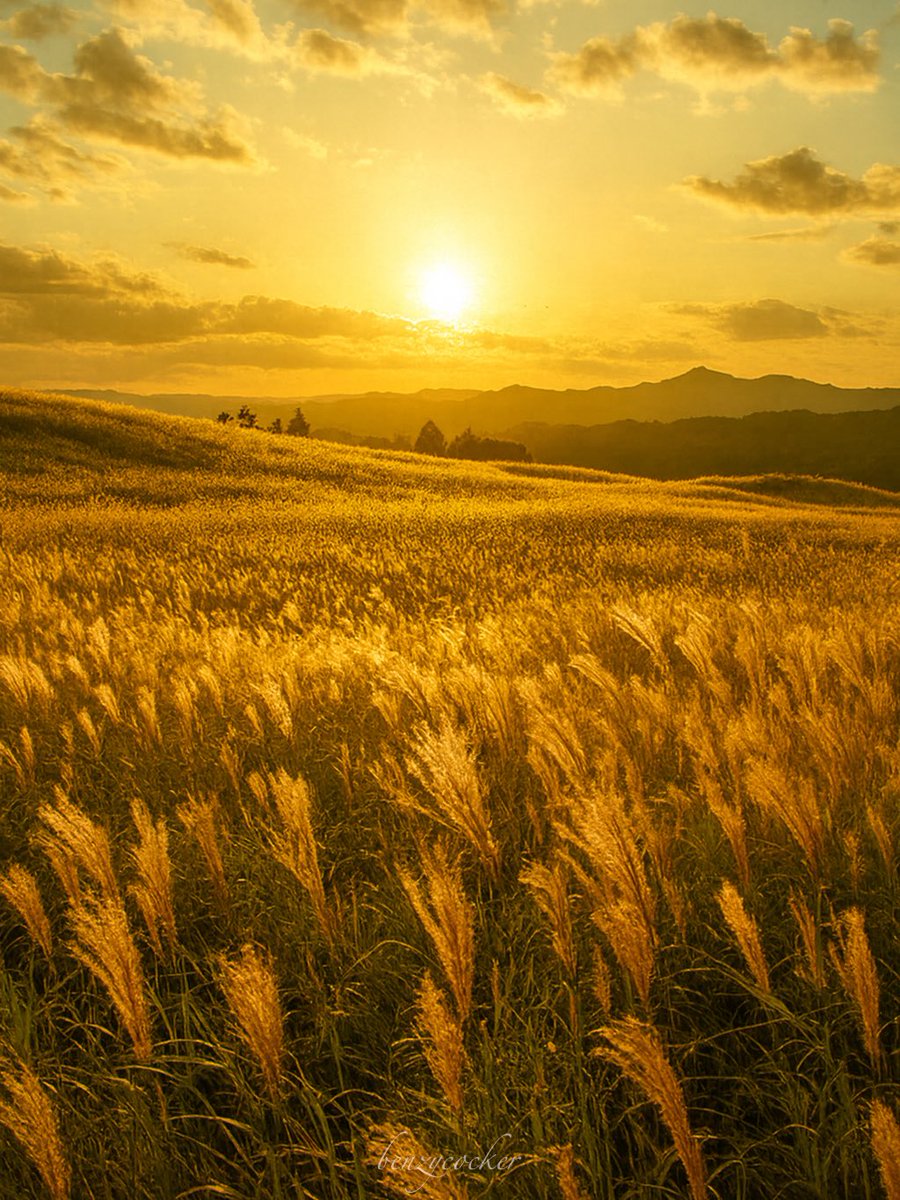 ねこまた。 (@2IivuUY2Tf73393) / Posts / X