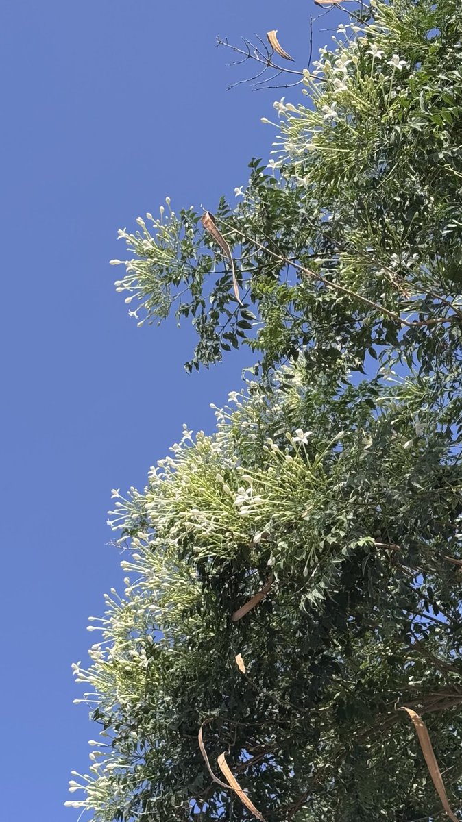 الشارع معطر بالياسمين😍