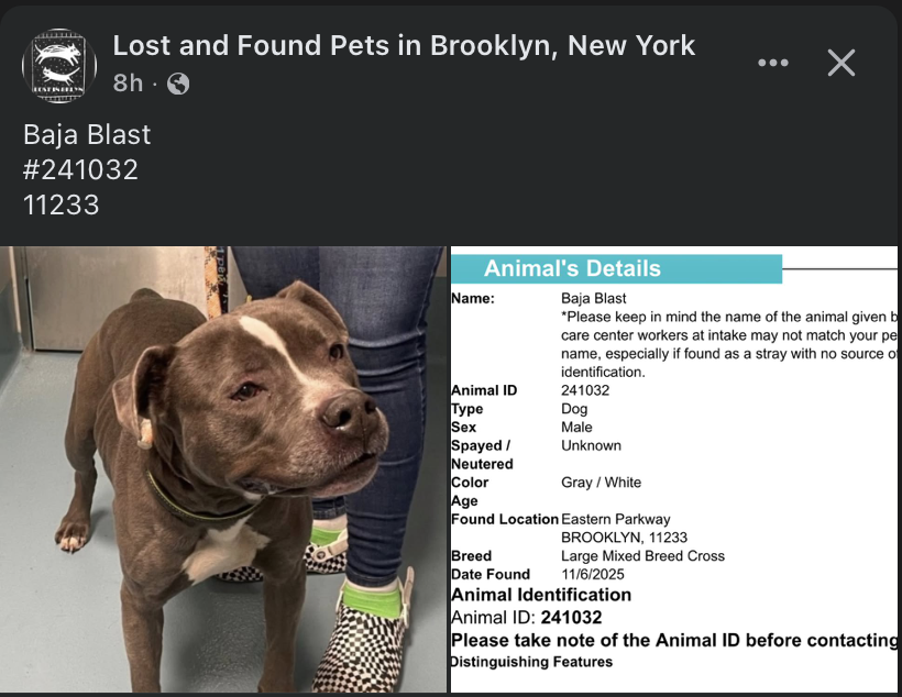 💥🆘Go. Get. Your. Dog.  They may not get out alive!

☎️Call NYCACC at 212-788-4000 and ask for dog by animal i.d. in picture.  #241032

📌Posted by #TeamAnimalVoice