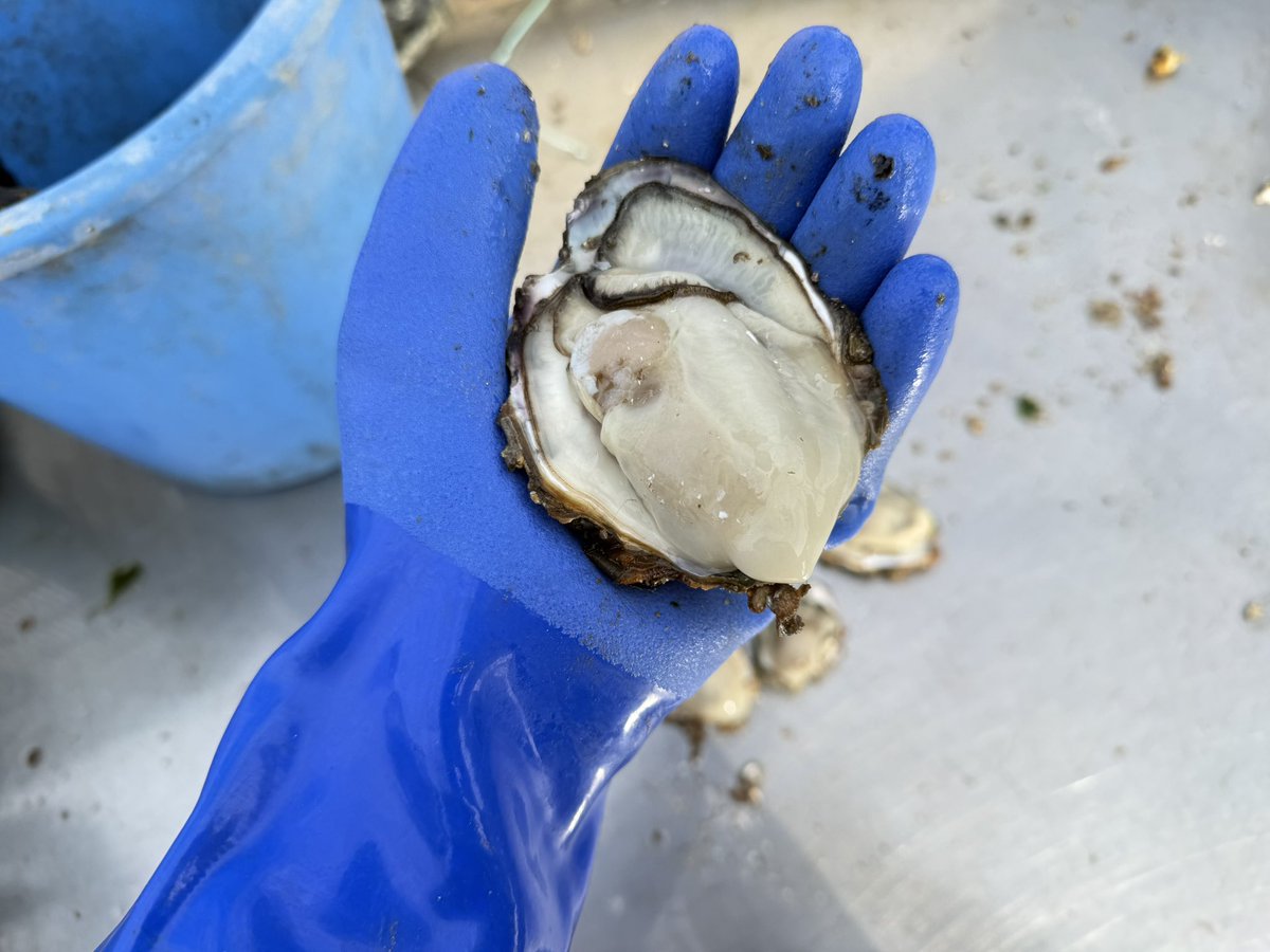 あうん (@MOOZ9PauFkSBgOo) / Posts / X