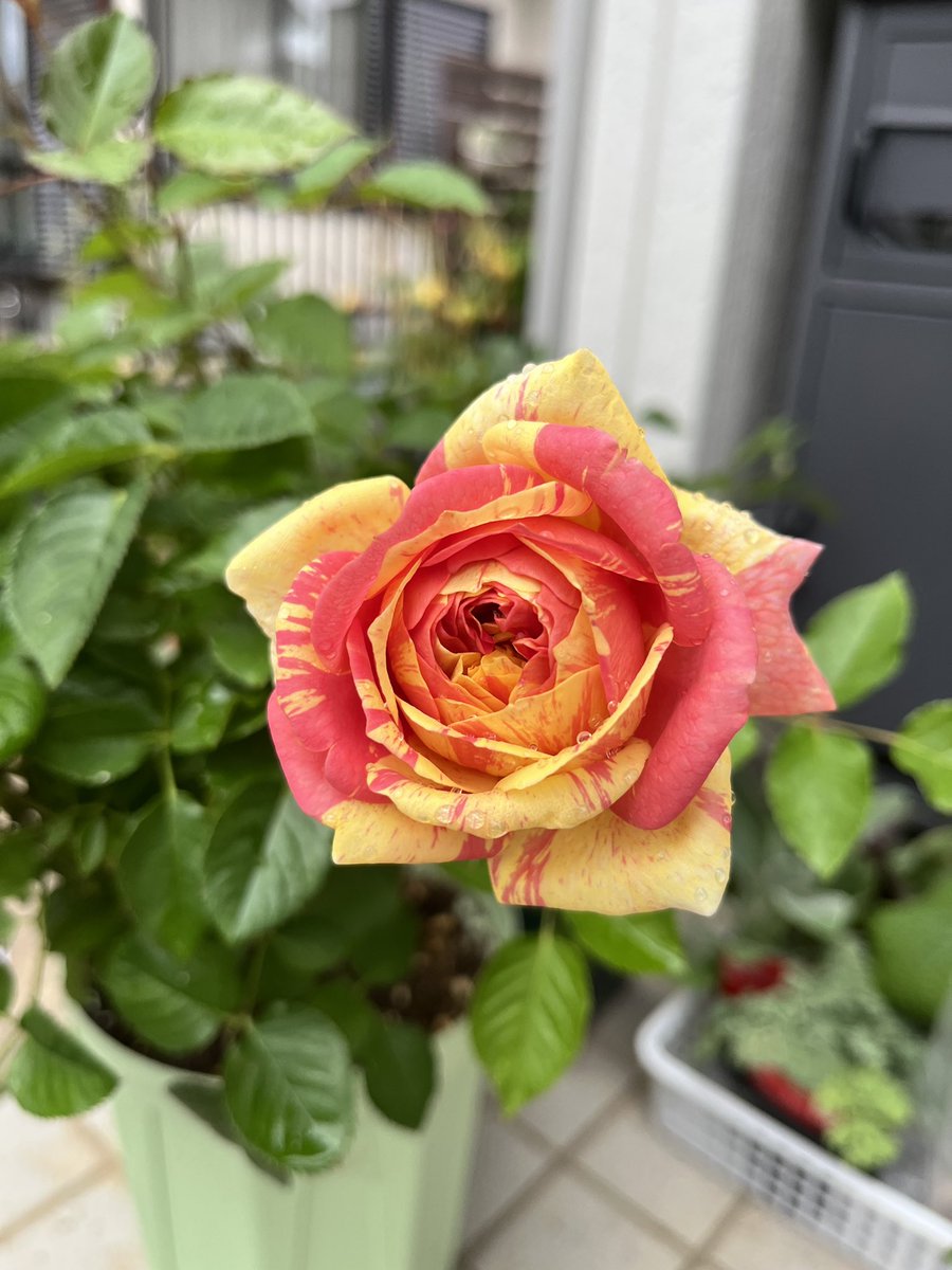 H_kacho777's tweet photo. 昨日咲いた四季の香🌹が1日でずいぶん表情変わった😊
左:昨日の朝
右:今日の朝
#ガーデニング
#バラ
#四季の香
#appleroses https://t.co/STFHtkmiWG