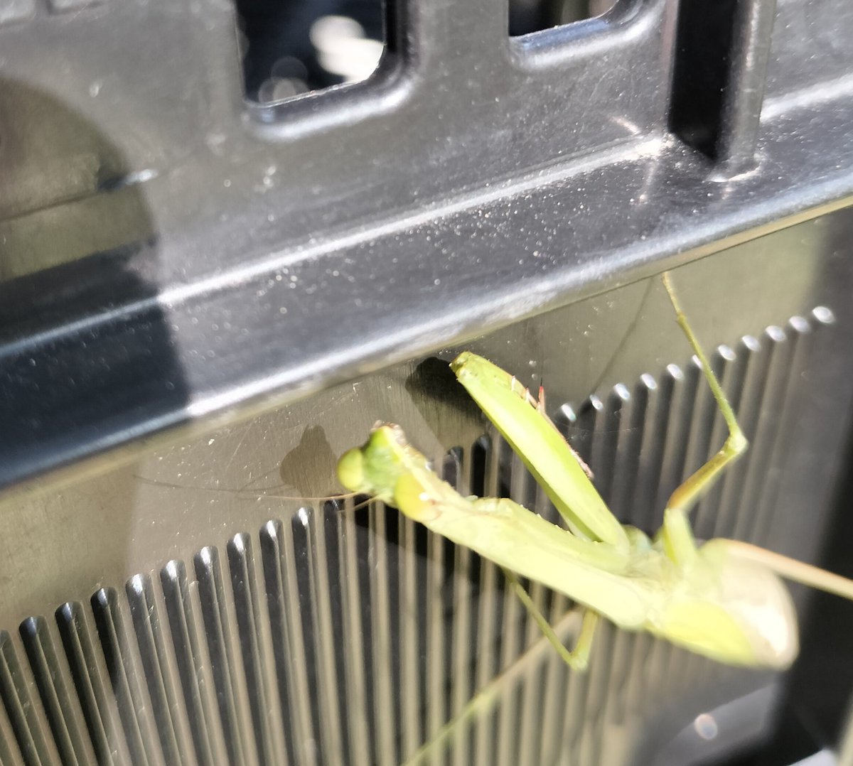 今年も 緑色型の  #コカマキリ に出逢えた✨✨✨