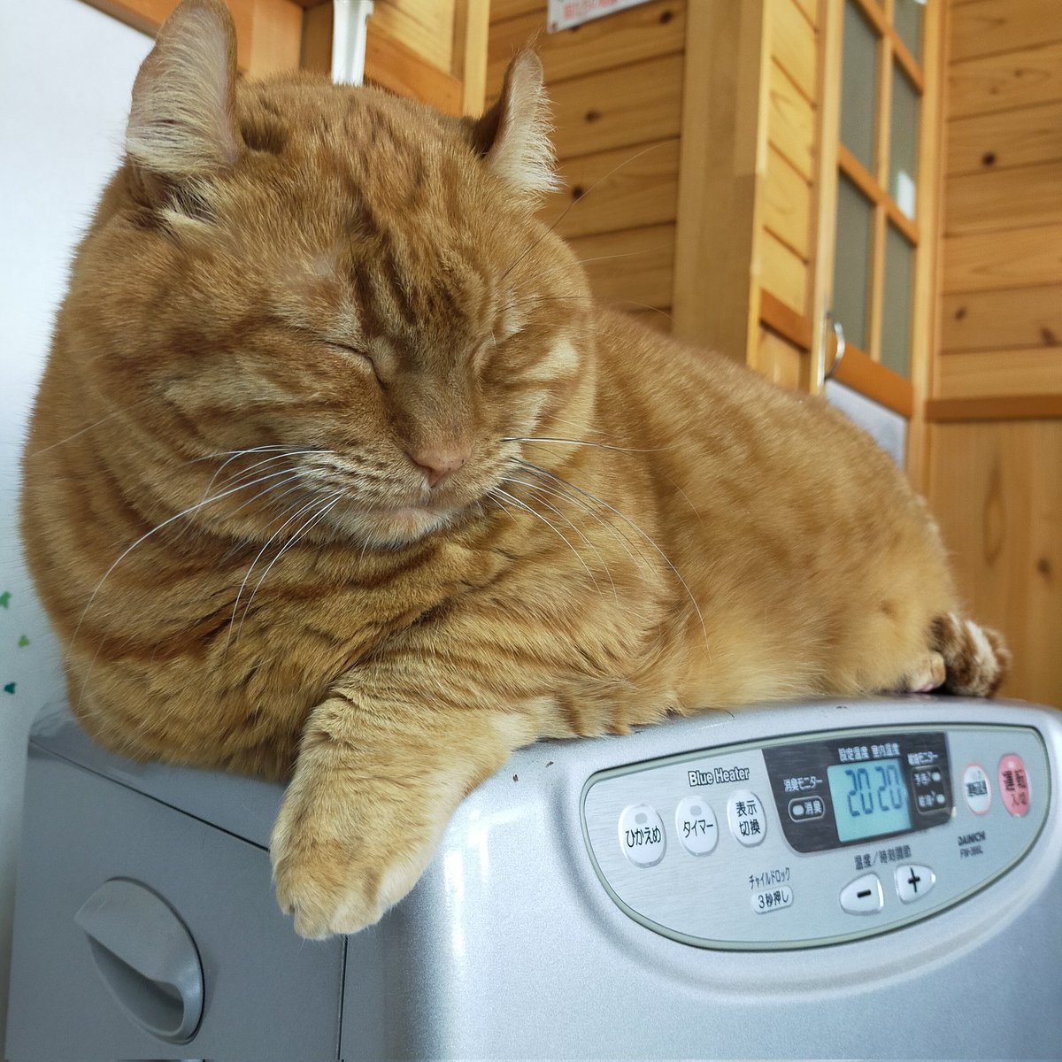 aizu_megoneko's tweet image. #立冬 の金曜日
#會津めごねこ 営業中です

風がびゅーびゅー
風速かなりありますね
風の音が激しいっ

週末お天気下り坂らしいので暖かくしてお過ごしください

#猫が集合する場所
#11匹のめごい猫に逢いに来てね
#触れ合える猫カフェ
#猫休日
#11月も不定休
#9日は営業
#固定ポスト見てね
#会津 ＃ca