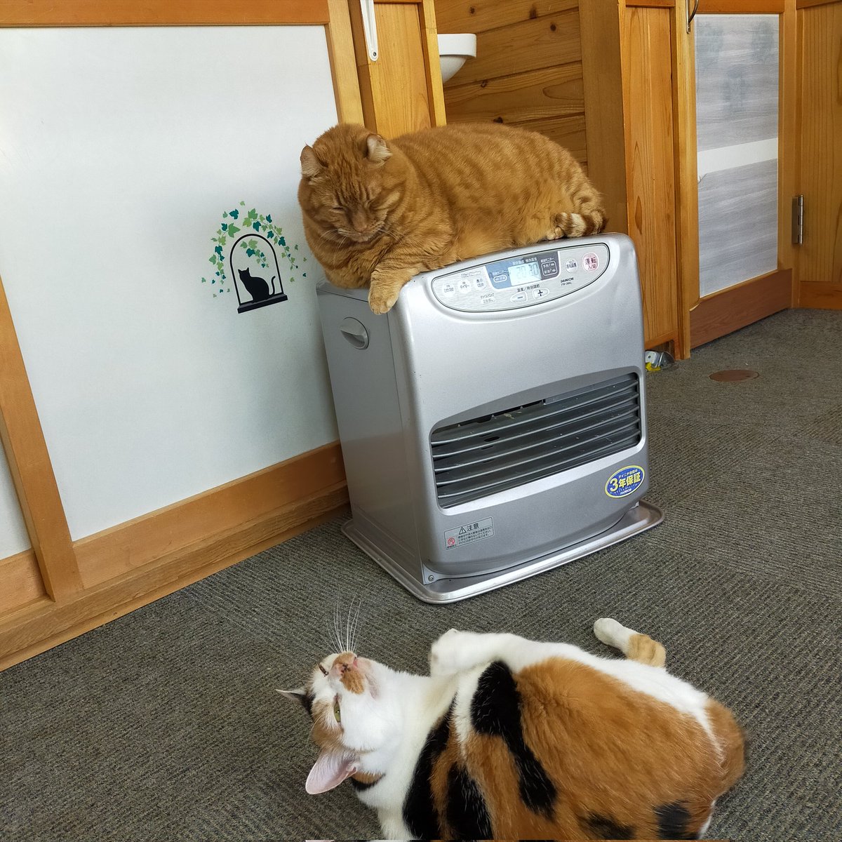 aizu_megoneko's tweet image. #立冬 の金曜日
#會津めごねこ 営業中です

風がびゅーびゅー
風速かなりありますね
風の音が激しいっ

週末お天気下り坂らしいので暖かくしてお過ごしください

#猫が集合する場所
#11匹のめごい猫に逢いに来てね
#触れ合える猫カフェ
#猫休日
#11月も不定休
#9日は営業
#固定ポスト見てね
#会津 ＃ca