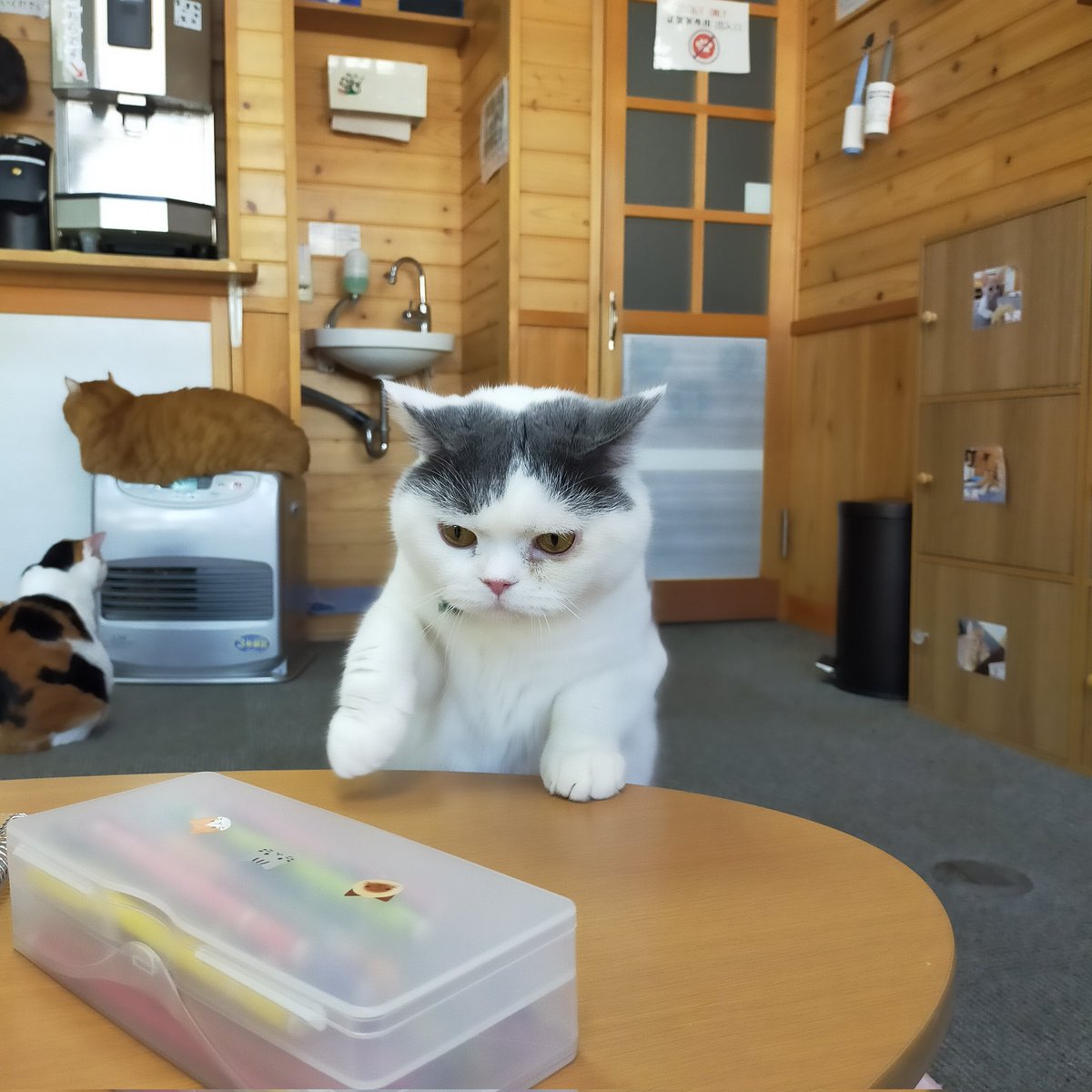 aizu_megoneko's tweet image. #立冬 の金曜日
#會津めごねこ 営業中です

風がびゅーびゅー
風速かなりありますね
風の音が激しいっ

週末お天気下り坂らしいので暖かくしてお過ごしください

#猫が集合する場所
#11匹のめごい猫に逢いに来てね
#触れ合える猫カフェ
#猫休日
#11月も不定休
#9日は営業
#固定ポスト見てね
#会津 ＃ca