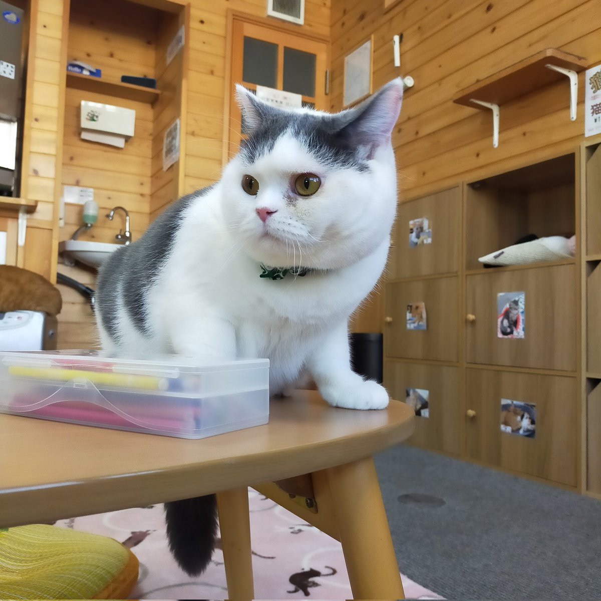 aizu_megoneko's tweet image. #立冬 の金曜日
#會津めごねこ 営業中です

風がびゅーびゅー
風速かなりありますね
風の音が激しいっ

週末お天気下り坂らしいので暖かくしてお過ごしください

#猫が集合する場所
#11匹のめごい猫に逢いに来てね
#触れ合える猫カフェ
#猫休日
#11月も不定休
#9日は営業
#固定ポスト見てね
#会津 ＃ca