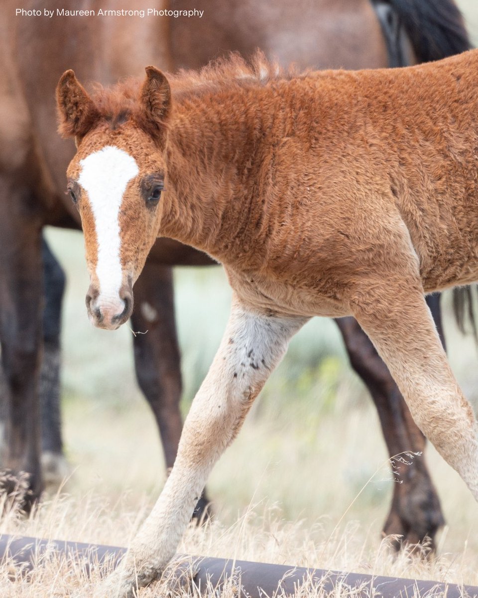 FreeWildHorses's tweet photo. The high-desert landscape of southern Wyoming was wild horse habitat—until, in the 19th century, we created a system of private and public land ownership that set wild horses up to fail. Now, they are being driven off their land. Stay ready to defend their right to freedom 💪 https://t.co/qJg787hYmd