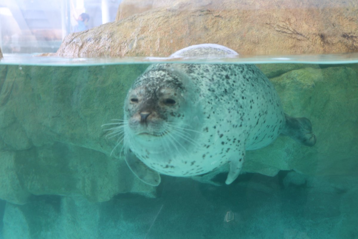 海様 SHINYAKOZUKA(シンヤコヅカ)/HJ TRENCH/Beige 通販 取り扱い