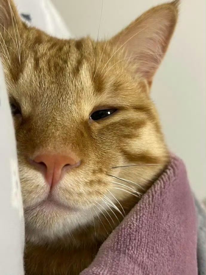 smol silly cat (@catsillyness) on Twitter photo 