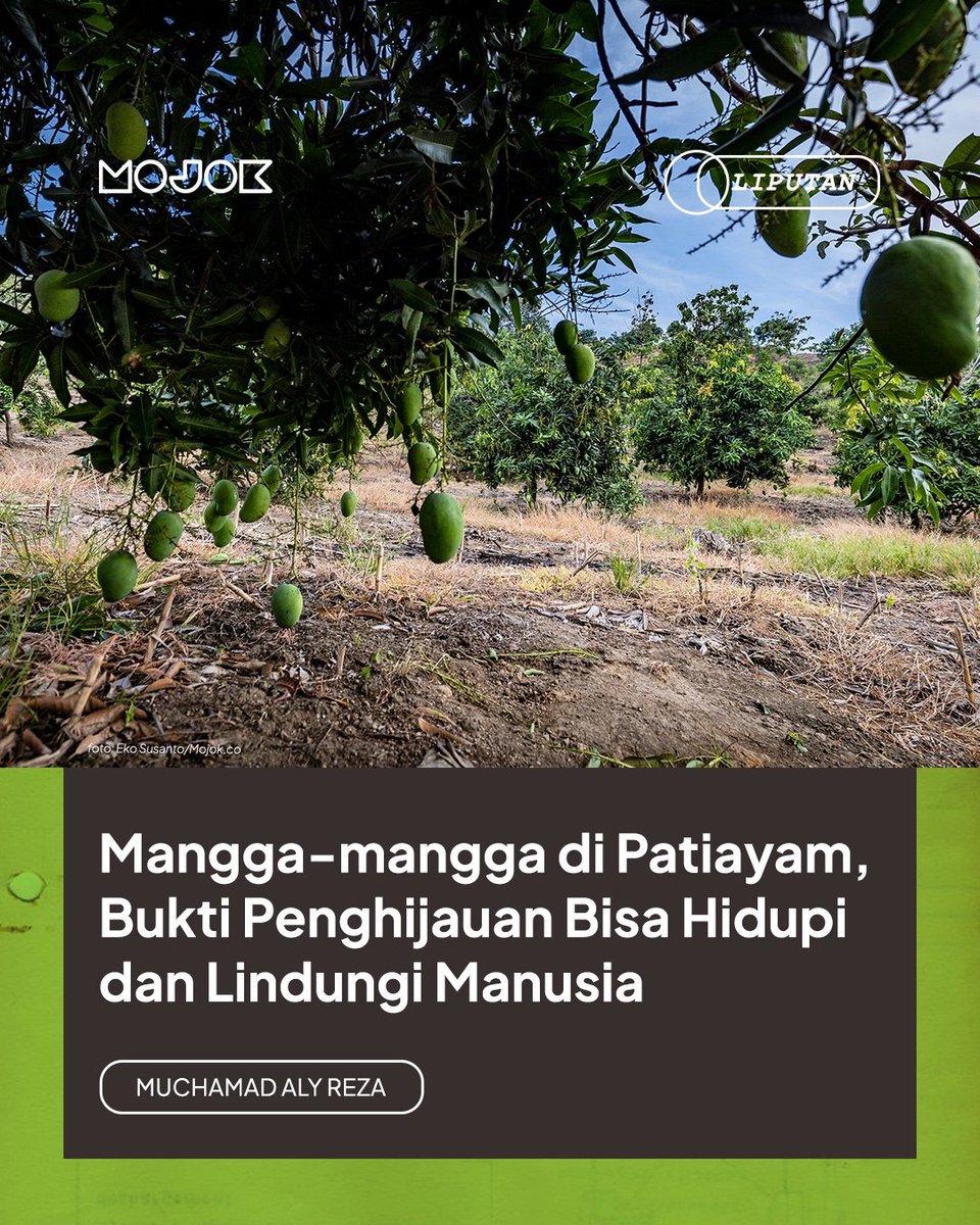 Ribuan pohon mangga yang tumbuh di kawasan perbukitan Patiayam, Kudus, menjadi bukti betapa penghijauan (konservasi alam) bisa menghidupi masyarakat.