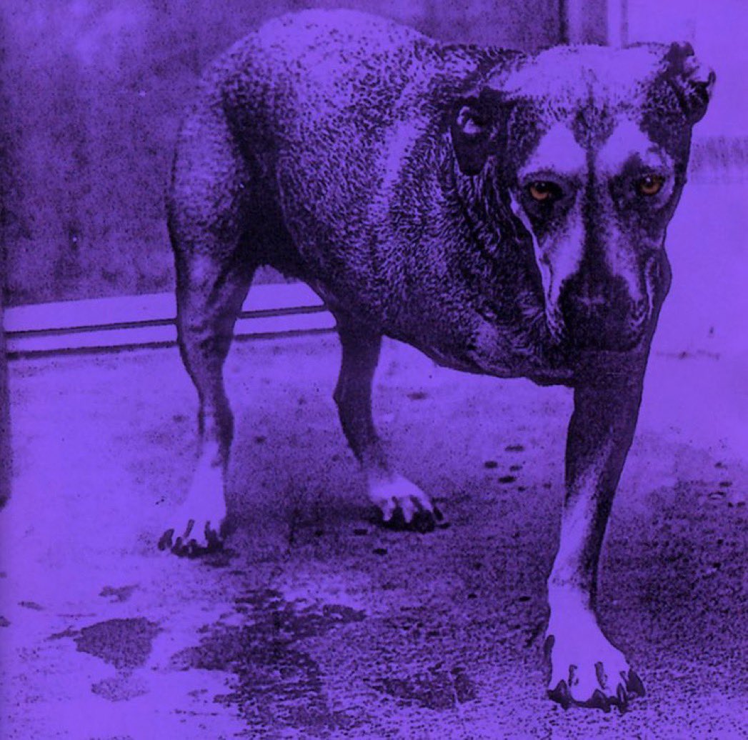 AiCLayneStaley's tweet image. On This Day in 1995— Alice in Chains’ self-titled third studio album was released.

It was the follow-up to their highly successful album “Dirt” and the final studio album to feature Layne Staley.

What’s your favorite?