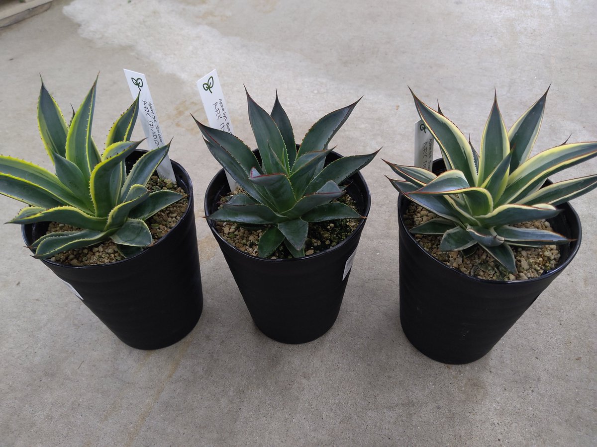 ガーデンセンター市原店】 #アガベ またまた新しい品種が入荷しました