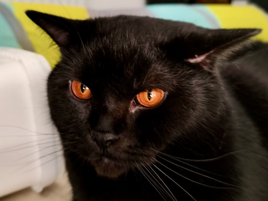 WARUM??? Warum hasst uns das Universum so? Was haben wir getan?
Salem, der Kater mit den schönsten Augen der Welt, lag heute Früh tot im Flur vorm Schlafzimmer. 
Gestern noch gefressen, gekuschelt, alles. 

Und wieder im fucking November…