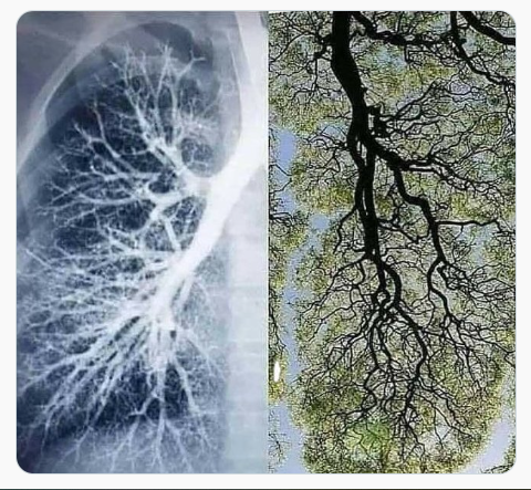 drahmetrasim's tweet photo. Solda insan akciğerinin röntgeni (bronş ağacı).
Sağda bir ağacın dallarının görüntüsü 
Ağaç, akciğerin dışarı verdiği havayı (CO₂) içine çekiyor. 
Akciğer, ağacın dışarı verdiği havayı (O₂) içine çekiyor.
Birinin atığı, diğerinin gıdası oluyor.
Akciğerle ağaç aynı mantıkla çalışıyor ve birbirini tamamlıyor.
İlahi tasarım. Allahu ekber!