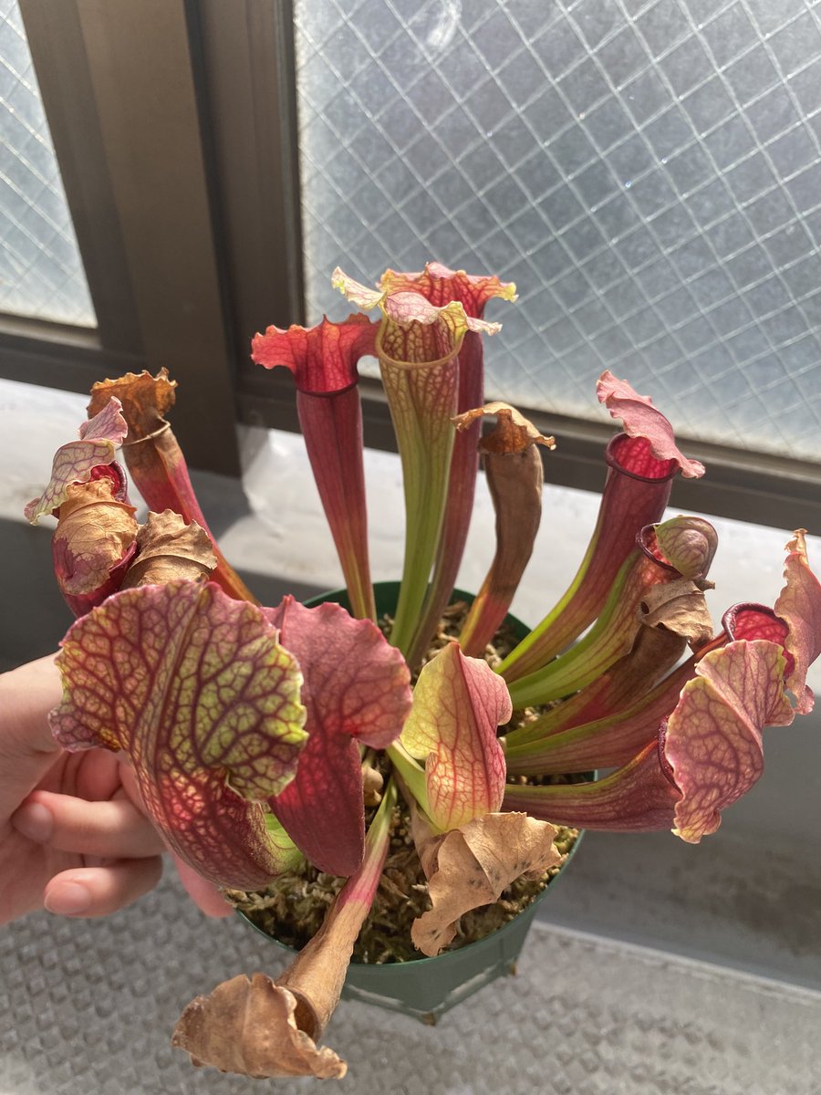 Ax05F's tweet image. S. "Philadelphia" カクタス長田

植え替えは来年かな