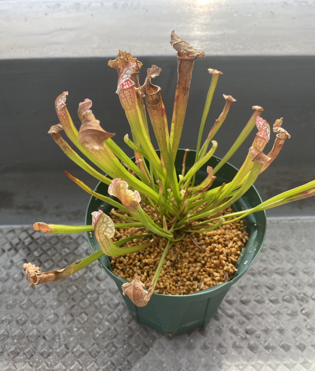 Ax05F's tweet image. S. "Juthatip Soper" カクタス長田

水苔撤去したら調子が良くなりました(´･_･`)