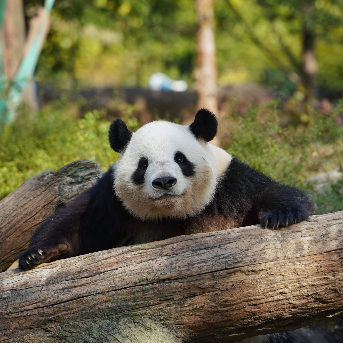 punkmako's tweet image. 本日のシャオシャオ 2025/11/07 #上野動物園 #パンダ #panda #シャオシャオ