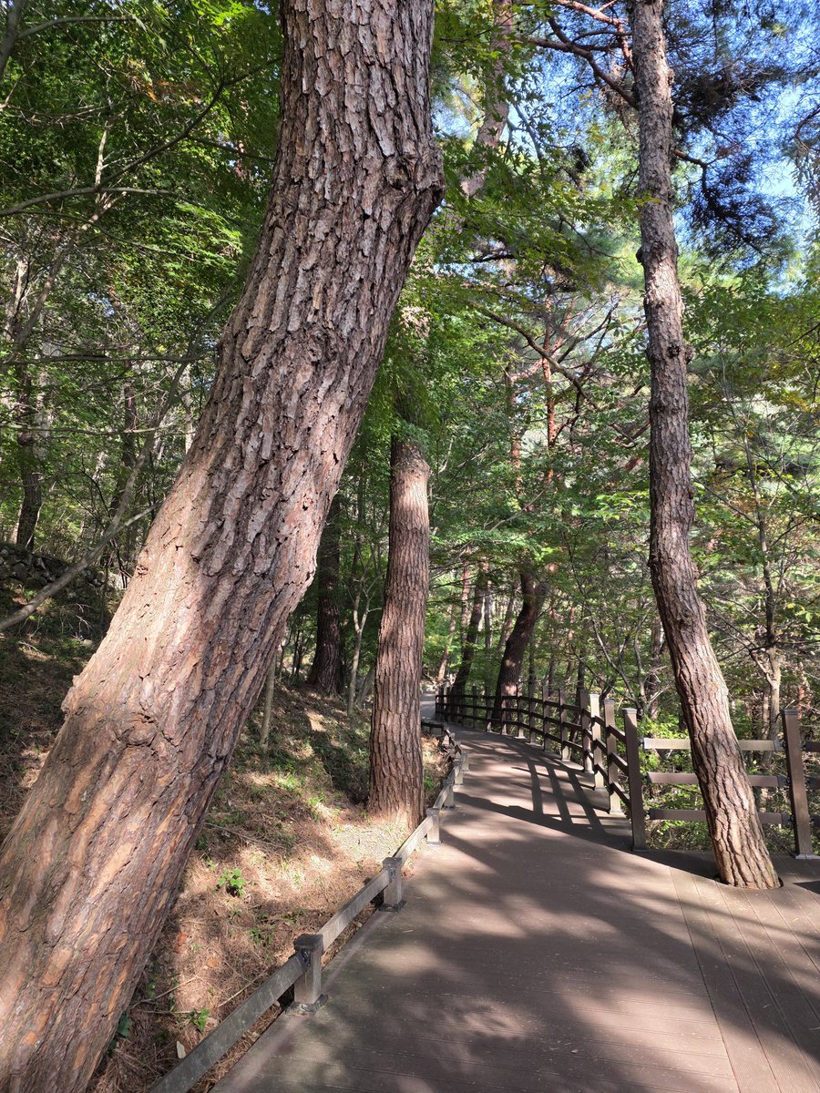 동구리 호수 막 지나 장엄하게 우뚝선 단풍나무가 화순 치유의 숲 트레킹 코스를 안내해 줍니다.

 하루의 일정들을 서둘러 마치고 화동순리 자연의 멋을 벗 삼아 만연산 둘렛길에서 가벼운 트레킹을 시작합니다.

주말이면 그렇게도 붐비던 등산로가 가을 풀 벌레 소리와 함께 잔잔히 깔려 갑니다.