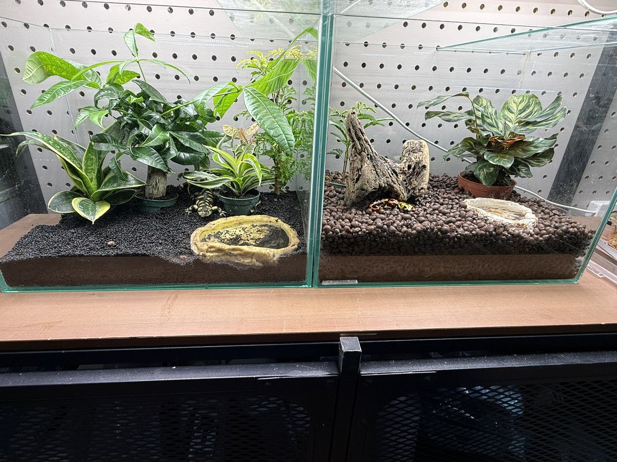 LR63112026's tweet image. 11月7日
本日も大好きなペットに癒されながら、
ボールパイソンのメンテナンスをして
お客様のご来店お待ちしてます☺️
#ボールパイソン
#福岡
#ballpython