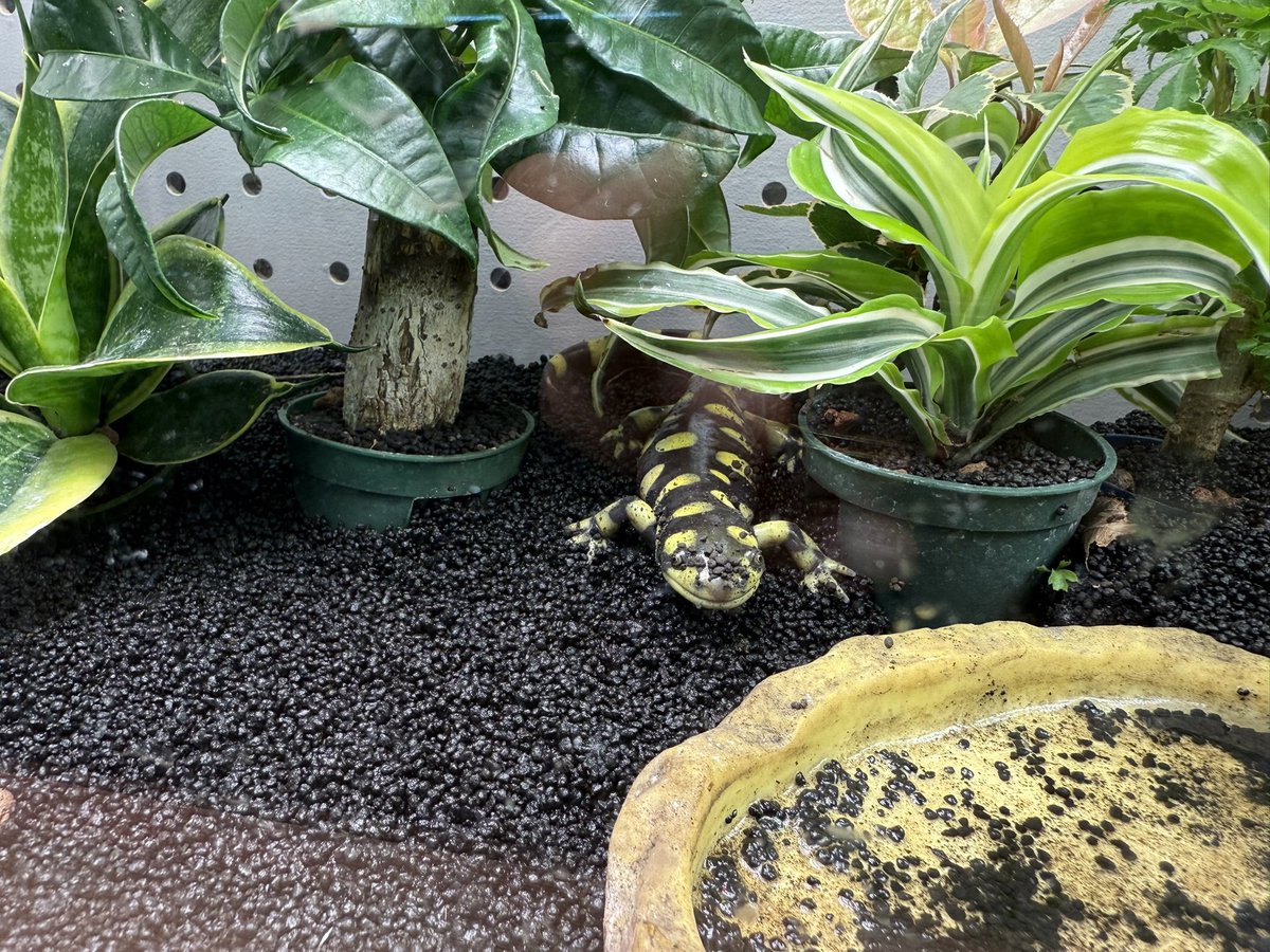 LR63112026's tweet image. 11月7日
本日も大好きなペットに癒されながら、
ボールパイソンのメンテナンスをして
お客様のご来店お待ちしてます☺️
#ボールパイソン
#福岡
#ballpython