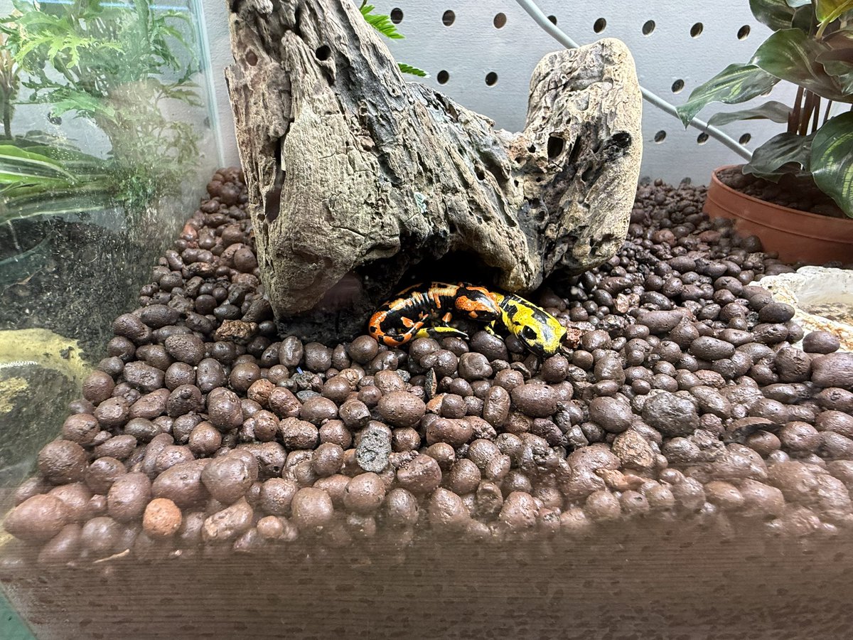 LR63112026's tweet image. 11月7日
本日も大好きなペットに癒されながら、
ボールパイソンのメンテナンスをして
お客様のご来店お待ちしてます☺️
#ボールパイソン
#福岡
#ballpython