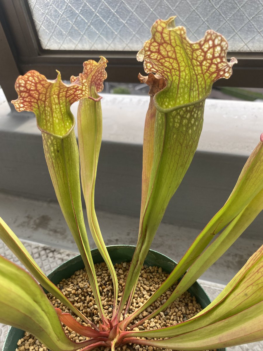 Ax05F's tweet image. S. Hybrid 大彰園

Velvetですかね…？