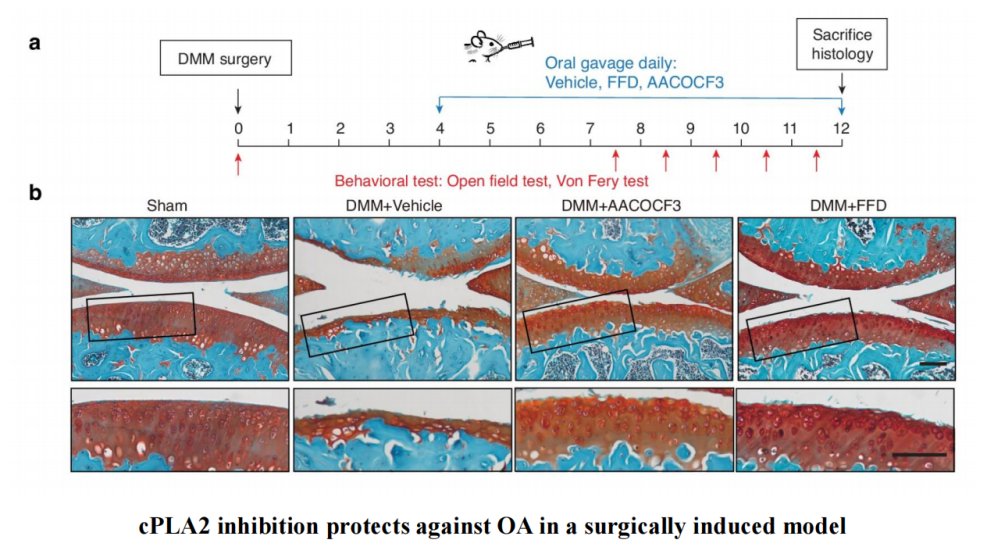 Bone Research_Editorial Office tweet media
